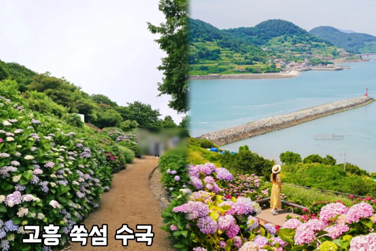 고흥 쑥섬 수국11